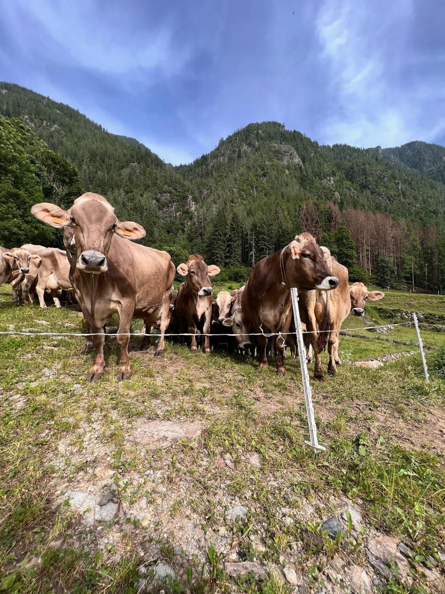 Botep Ai Tigli Bed & Breakfast San Pellegrino Terme Dış mekan fotoğraf